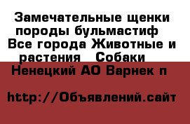 Замечательные щенки породы бульмастиф - Все города Животные и растения » Собаки   . Ненецкий АО,Варнек п.